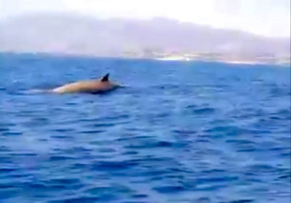 Φάλαινα φυσητήρας εμφανίστηκε στην Κρήτη.